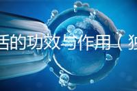 獨(dú)活的功效與作用（獨(dú)活是傷腎還是補(bǔ)腎）