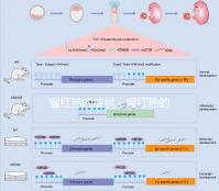 猩紅熱的癥狀（猩紅熱的癥狀及表現(xiàn)）