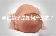 男性精子是如何產生的？