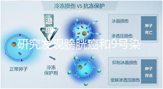 研究發(fā)現(xiàn)膀胱癌和9號染色體缺失有關(guān)系！