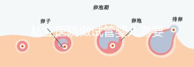 私立醫(yī)院做試管嬰兒需要多少錢(qián)費(fèi)用