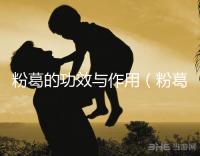 粉葛的功效與作用（粉葛與葛根有什么區別）