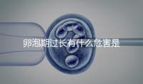 卵泡期過長有什么危害是否會影響懷孕