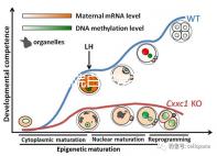 華西醫(yī)院白帶常規(guī)費用真心貴，事后不憑醫(yī)保報銷虧大發(fā)