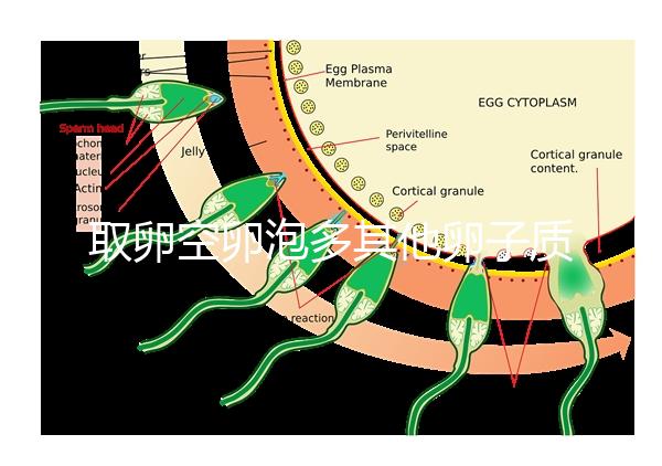 取卵空卵泡多其他卵子質(zhì)量好不好說，多方面衡量準確