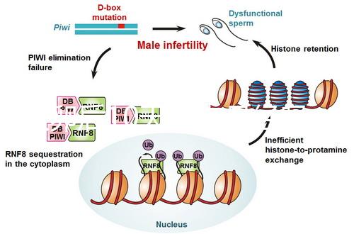 取卵后10天會(huì)來月經(jīng)嗎?快拿小本本記好準(zhǔn)確時(shí)間