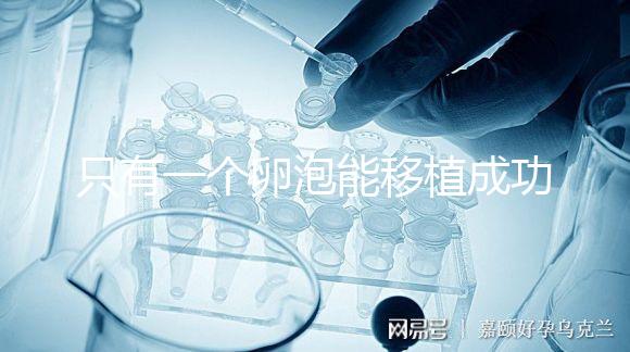 只有一個卵泡能移植成功嗎?別擔(dān)心!過來人告訴你好孕并不難