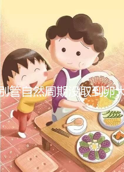 別管自然周期沒取到卵大夫當時會不會說了,沒通知這么辦