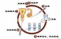 正常精子形態(tài)＞4％正常，流產(chǎn)與精子質(zhì)量不好也有關(guān)