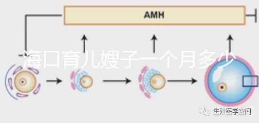 海口育兒嫂子一個月多少錢，哪個好答案總結，新手父母必須看