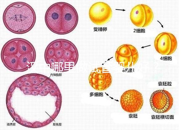 漢中哪里做試管嬰兒好？西京or唐都醫院是首選