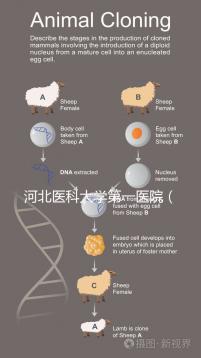 河北醫(yī)科大學(xué)第一醫(yī)院（河北醫(yī)科大學(xué)第一醫(yī)院擅長什么）