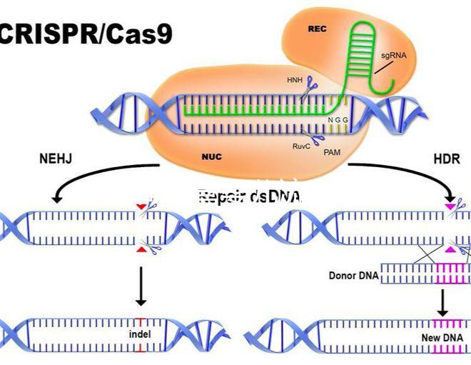 如何做試管嬰兒流程 好孕幫(做試管嬰兒怎么做?)