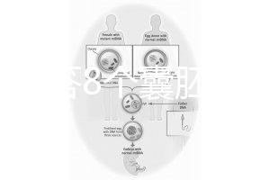 如何回答8個(gè)囊胚的三代篩查淘汰率?剩下幾篇文章可以說清楚