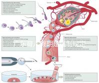 廣東育兒假期是強(qiáng)制規(guī)定！深圳包不包括雙休日這均有答復(fù)