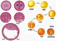 邵逸夫醫院試管嬰兒多少錢？全部費用明細為你一一列出