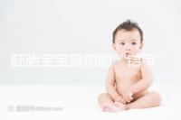 胚胎寶寶最初的“鎧甲”，圖解透明帶構(gòu)成成分