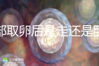 腹部取卵后是走還是臥床？適當走路喝點紅豆水是正確做法