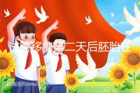 試管移植第二天后胚胎在干嘛！子宮內(nèi)游走居無定所