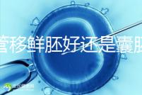 試管移鮮胚好還是囊胚好（3天鮮胚和5天囊胚的區(qū)別）