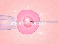 試管期間養倉鼠很難說！先了解對胎兒的影響再決定！