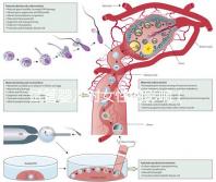 試管嬰兒對(duì)女性的影響（試管嬰兒對(duì)女性的影響有哪些）