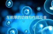 車前草的功效與作用及食用方法（男性長期喝車前草好處）