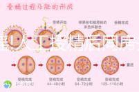 辟謠!人工授精后同房并不能增成功率,相反只能降低好孕幾率
