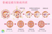 預先了解上海紅房子試管建檔流程，最快當天可定方案