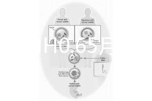 33歲AMH0.65月經正常能做試管嬰兒嗎?