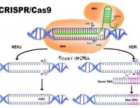 2024年龍結婚大利月的好答案在這里，想結婚