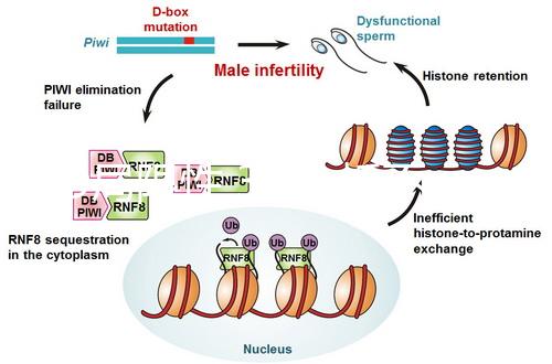 2D局限性,3D分析不完善,竇卵泡計數(AFC)監測不能少